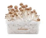 Shop for magic mushrooms online in Canada